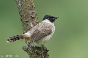 Sooty-headed Bulbul-221231-161MSDCF-FYP08711-W.jpg (3517 visits) Sooty-headed Bulbul at Coney Island Sooty-headed Bulbul-221231-161MSDCF-FYP08711-W.jpg