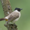 Sooty-headed_Bulbul-221231-161MSDCF-FYP08711-W.jpg