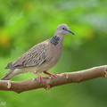 Spotted_Dove-220107-135MSDCF-FRY06131-W.jpg