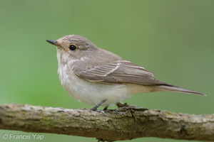 Spotted Flycatcher-211017-123MSDCF-FRY09436-W.jpg (1432 visits) Spotted Flycatcher at Kent Ridge Park Spotted Flycatcher-211017-123MSDCF-FRY09436-W.jpg