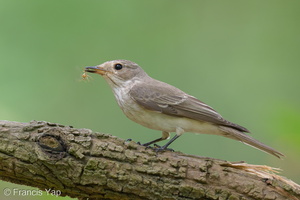 Spotted Flycatcher-211018-124MSDCF-FRY01540-W.jpg (4188 visits) Spotted Flycatcher at Kent Ridge Park Spotted Flycatcher-211018-124MSDCF-FRY01540-W.jpg