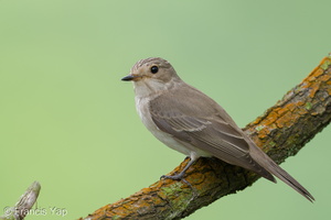 Spotted Flycatcher-211018-124MSDCF-FRY02168-W.jpg (4189 visits) Spotted Flycatcher at Kent Ridge Park Spotted Flycatcher-211018-124MSDCF-FRY02168-W.jpg