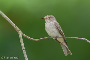 Spotted Flycatcher-211018-124MSDCF-FRY02438-W.jpg (4247 visits) Spotted Flycatcher at Kent Ridge Park Spotted Flycatcher-211018-124MSDCF-FRY02438-W.jpg