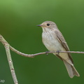Spotted Flycatcher-211018-124MSDCF-FRY02438-W.jpg