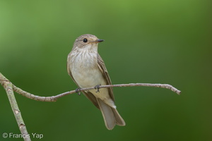 Spotted Flycatcher-211018-124MSDCF-FRY02767-W.jpg (4255 visits) Spotted Flycatcher at Kent Ridge Park Spotted Flycatcher-211018-124MSDCF-FRY02767-W.jpg