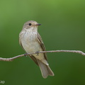 Spotted_Flycatcher-211018-124MSDCF-FRY02767-W.jpg