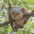 Spotted_Wood_Owl-150301-102EOS7D-FY7D0037-W.jpg