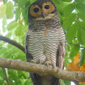 Spotted_Wood_Owl-190805-119ND500-FYP_0753-W.jpg