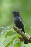 Square-tailed Drongo-Cuckoo-131006-110EOS1D-FY1X5129-W.jpg (3901 visits) Square-tailed Drongo-Cuckoo at Bidadari Square-tailed Drongo-Cuckoo-131006-110EOS1D-FY1X5129-W.jpg