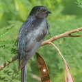 Square-tailed_Drongo-Cuckoo-150115-120EOS1D-FY1X0663-W.jpg