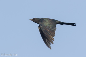 Square-tailed Drongo-Cuckoo-160722-102EOS1D-F1X22072-W.jpg (3489 visits) Square-tailed Drongo-Cuckoo at Jelutong Tower Square-tailed Drongo-Cuckoo-160722-102EOS1D-F1X22072-W.jpg