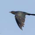 Square-tailed_Drongo-Cuckoo-160722-102EOS1D-F1X22072-W.jpg
