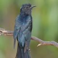 Square-tailed_Drongo-Cuckoo-160728-102EOS1D-F1X25563-W.jpg