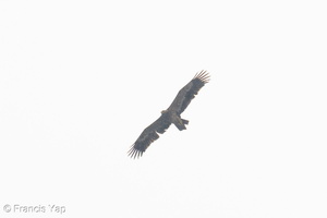Steppe Eagle-251102-130FRYAP-FYA01095-W.jpg