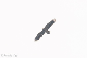 Steppe Eagle-251102-130FRYAP-FYA01132-W.jpg