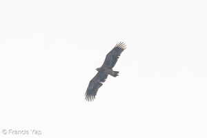 Steppe Eagle-251102-130FRYAP-FYA01145-W.jpg