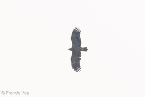 Steppe Eagle-251102-130FRYAP-FYA01157-W.jpg