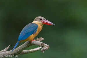 Stork-billed Kingfisher-200928-101CANON-FY5R8525-W.jpg (3575 visits) Stork-billed Kingfisher at Singapore Quarry Stork-billed Kingfisher-200928-101CANON-FY5R8525-W.jpg