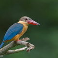 Stork-billed_Kingfisher-200928-101CANON-FY5R8525-W.jpg