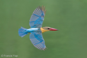 Stork-billed Kingfisher-230205-166MSDCF-FYP01428-W.jpg (2813 visits) Stork-billed Kingfisher at Singapore Quarry Stork-billed Kingfisher-230205-166MSDCF-FYP01428-W.jpg