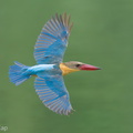 Stork-billed_Kingfisher-230205-166MSDCF-FYP01428-W.jpg