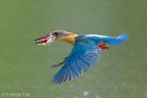Stork-billed Kingfisher-240318-219MSDCF-FYP05908-W.jpg (2056 visits) Stork-billed Kingfisher at Singapore Quarry Stork-billed Kingfisher-240318-219MSDCF-FYP05908-W.jpg