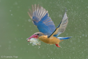 Stork-billed Kingfisher-240326-220MSDCF-FYP04714-W.jpg (1980 visits) Stork-billed Kingfisher at Singapore Quarry Stork-billed Kingfisher-240326-220MSDCF-FYP04714-W.jpg