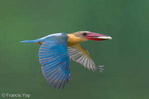 Stork-billed Kingfisher-240326-220MSDCF-FYP04881-W.jpg (1991 visits) Stork-billed Kingfisher at Singapore Quarry Stork-billed Kingfisher-240326-220MSDCF-FYP04881-W.jpg