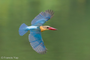 Stork-billed Kingfisher-240527-230MSDCF-FYP06056-W.jpg (1986 visits) Stork-billed Kingfisher at Singapore Quarry Stork-billed Kingfisher-240527-230MSDCF-FYP06056-W.jpg