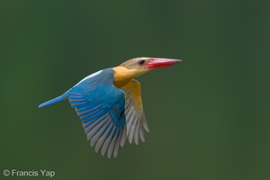 Stork-billed Kingfisher-240527-230MSDCF-FYP06482-W.jpg (1931 visits) Stork-billed Kingfisher at Singapore Quarry Stork-billed Kingfisher-240527-230MSDCF-FYP06482-W.jpg