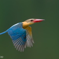 Stork-billed_Kingfisher-240527-230MSDCF-FYP06482-W.jpg