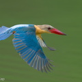 Stork-billed Kingfisher-240527-230MSDCF-FYP06844-W.jpg