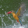 Stork-billed Kingfisher-240527-230MSDCF-FYP06910-W.jpg