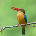 Stork-billed_Kingfisher-250120-255MSDCF-FYP00640-W.jpg