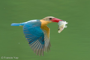 Stork-billed Kingfisher-250422-105FRYAP-FYA02753-W.jpg (1504 visits) Stork-billed Kingfisher at Singapore Quarry Stork-billed Kingfisher-250422-105FRYAP-FYA02753-W.jpg