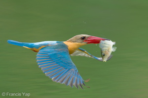 Stork-billed Kingfisher-250422-105FRYAP-FYA02764-W.jpg (1537 visits) Stork-billed Kingfisher at Singapore Quarry Stork-billed Kingfisher-250422-105FRYAP-FYA02764-W.jpg