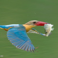 Stork-billed_Kingfisher-250422-105FRYAP-FYA02764-W.jpg