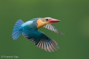 Stork-billed Kingfisher-250610-110FRYAP-FYA02579-W.jpg (1153 visits) Scarlet-backed Flowerpecker at Singapore Quarry Stork-billed Kingfisher-250610-110FRYAP-FYA02579-W.jpg
