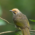 Straw-headed_Bulbul-180424-116EOS1D-F1X23899-W.jpg