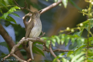 Streaked Bulbul-141228-101EOS7D-FY7D3981-W.jpg