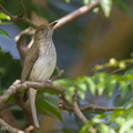 Streaked Bulbul-141228-101EOS7D-FY7D3981-W.jpg