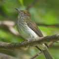 Streaked_Bulbul-141228-101EOS7D-FY7D4006-W.jpg
