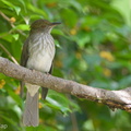Streaked_Bulbul-141228-101EOS7D-FY7D4094-W.jpg
