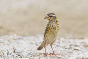 Streaked Weaver-110723-104EOS1D-FYAP1756-W.jpg (3612 visits) Streaked Weaver at Lorong Halus Streaked Weaver-110723-104EOS1D-FYAP1756-W.jpg