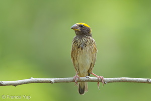 Streaked Weaver-120624-111EOS1D-FYAP9329-W.jpg (3753 visits) Streaked Weaver at Lorong Halus Streaked Weaver-120624-111EOS1D-FYAP9329-W.jpg