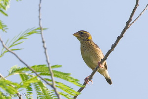 Streaked Weaver-140624-117EOS1D-FY1X3592-W.jpg (3603 visits) Streaked Weaver at Lorong Halus Streaked Weaver-140624-117EOS1D-FY1X3592-W.jpg