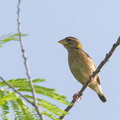 Streaked_Weaver-140624-117EOS1D-FY1X3592-W.jpg