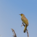 Stripe-throated_Bulbul-250415-103FRYAP-FYA03473-W.jpg