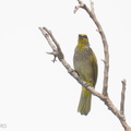 Stripe-throated_Bulbul-250415-103FRYAP-FYA04153-W.jpg