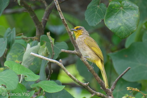 Stripe-throated Bulbul-250504-106FRYAP-FYA02984-W.jpg